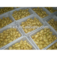 Frische purpurrote Kartoffel 2013 neuer Ernte für heißen Verkauf in Dubai